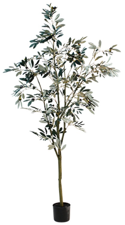 Olea Olive Tree Potted 180cm.jpg Tree Olive Olea 180